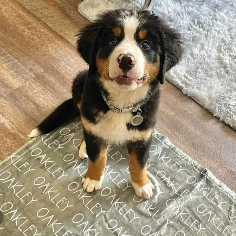 Plaid Personnalisé Chien & Chat - Collection Fidèle | Protection Chic & Havre de Paix